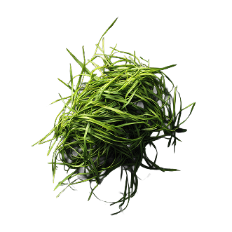 vetiver root